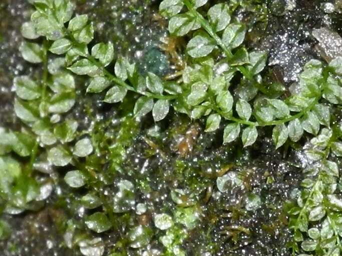 Image of plagiomnium moss