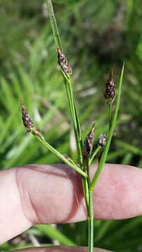 Image of Florida Beak Sedge