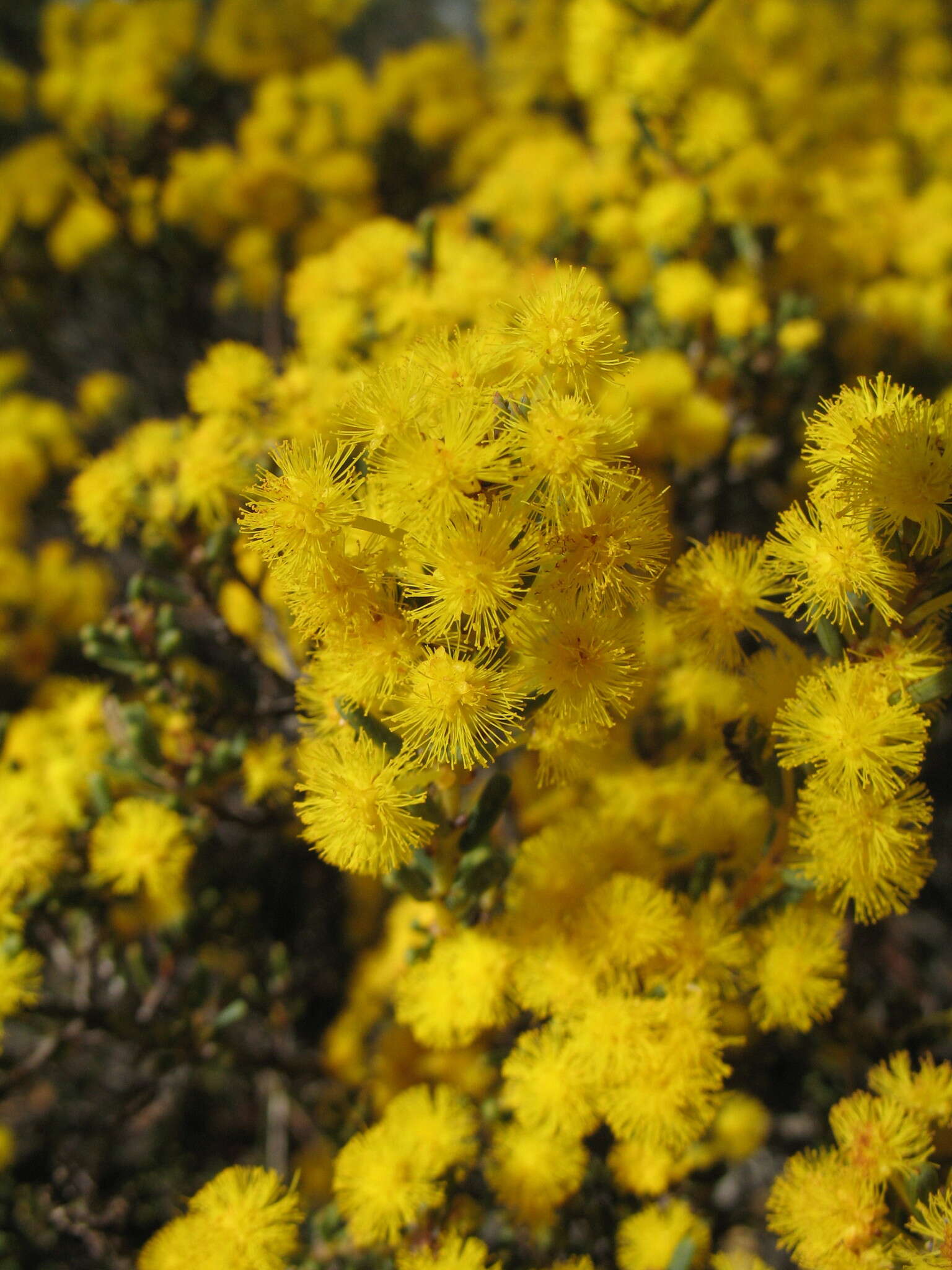 Image of Acacia sulcata R. Br.