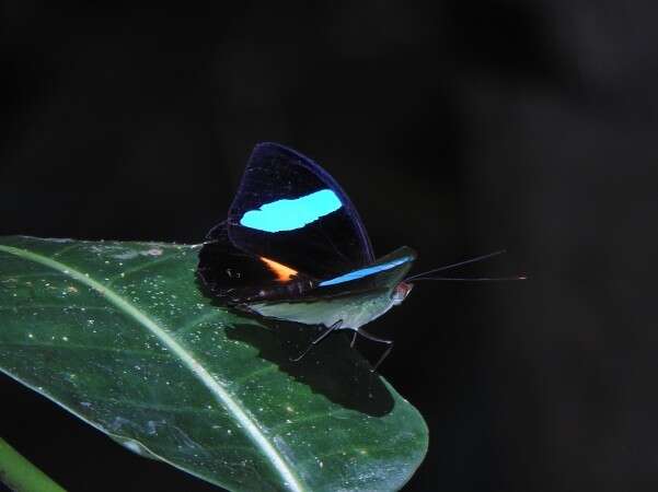 Imagem de Nessaea batesii Felder 1860