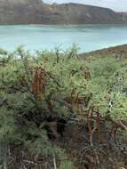 Image of Vachellia pacensis (Rudd & A. M. Carter) Seigler & Ebinger