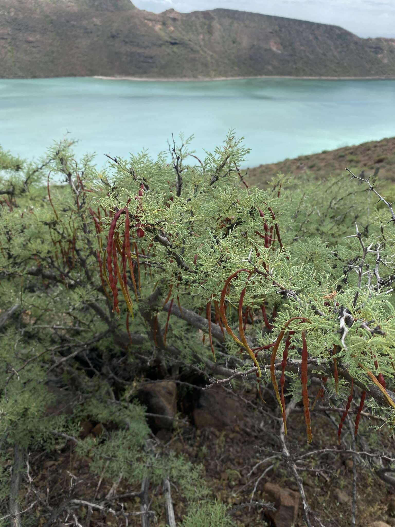 Image of Vachellia pacensis (Rudd & A. M. Carter) Seigler & Ebinger