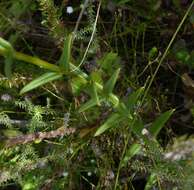 Imagem de Chironia melampyrifolia Lam.