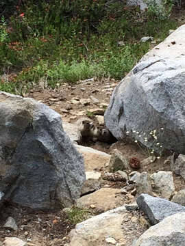 Image of Marmota subgen. Petromarmota Steppan et al. 1999