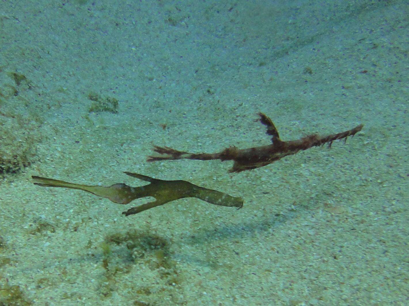 Image of Ghost pipefish