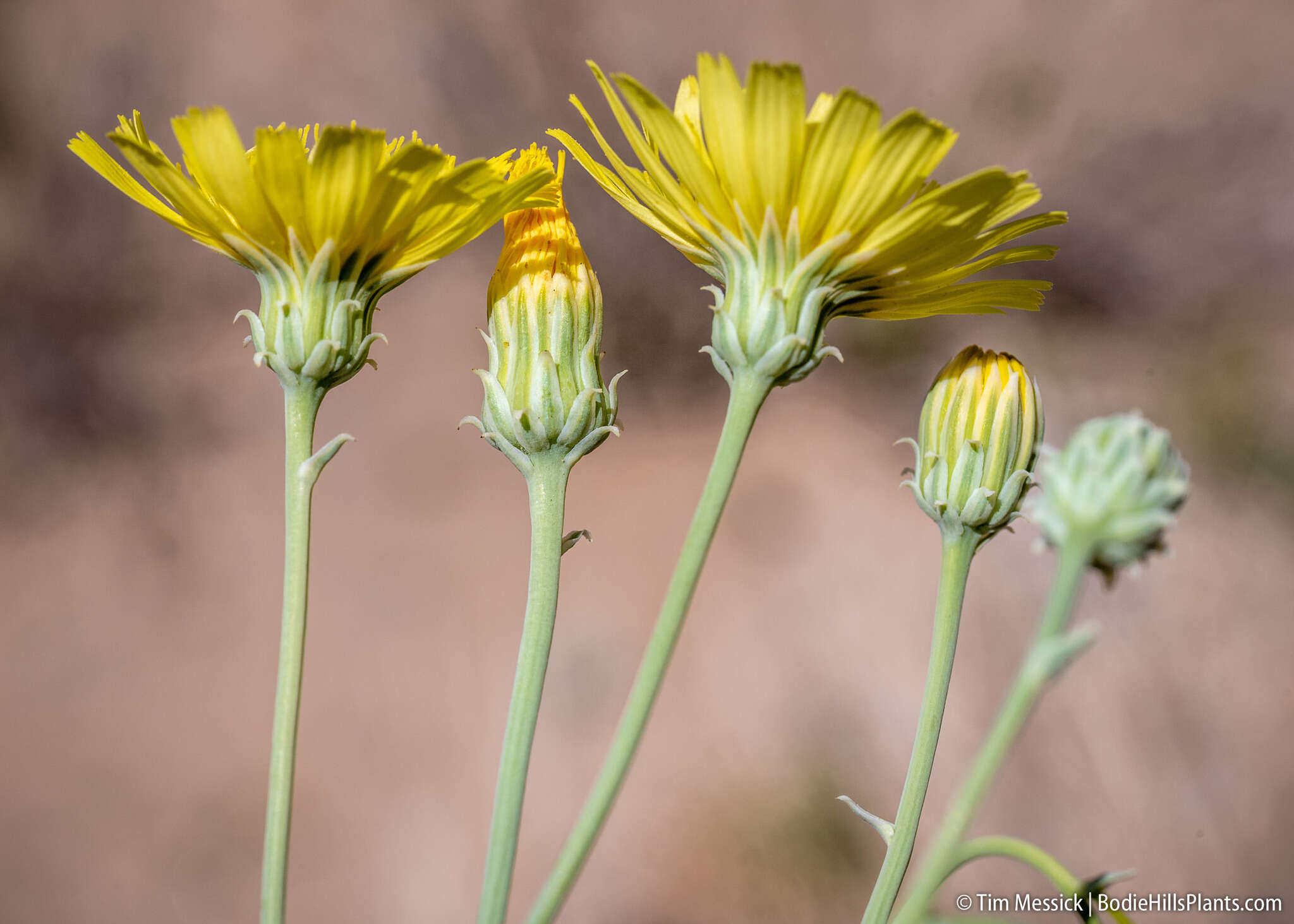 Image of sowthistle desertdandelion