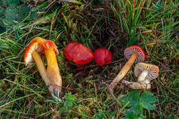 Слика од Hygrocybe aurantiosplendens R. Haller Aar. 1954