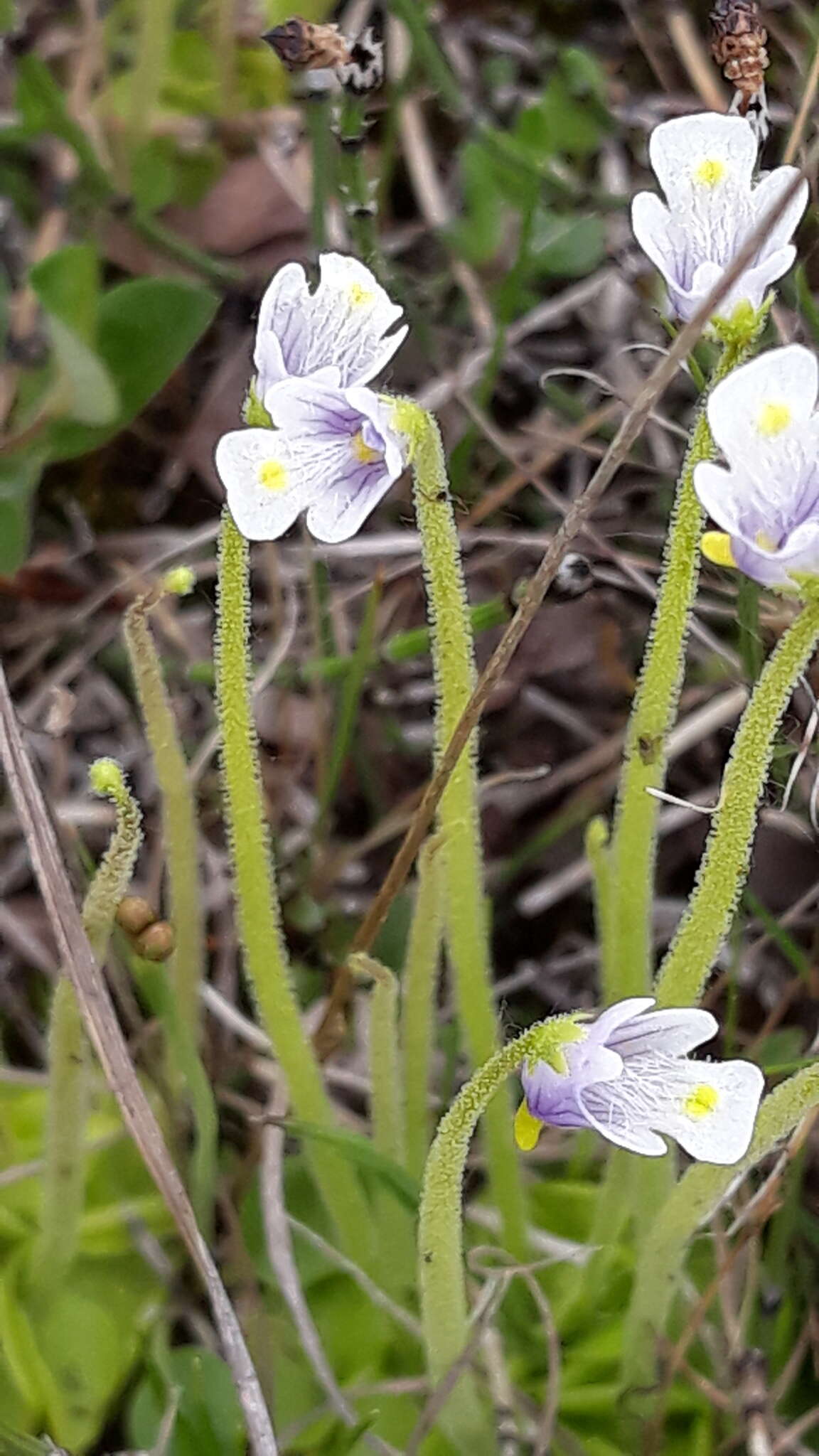 Pinguicula variegata Turcz.的圖片