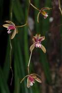 Image of Cymbidium finlaysonianum Lindl.