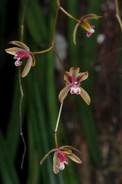 Sivun Cymbidium finlaysonianum Lindl. kuva