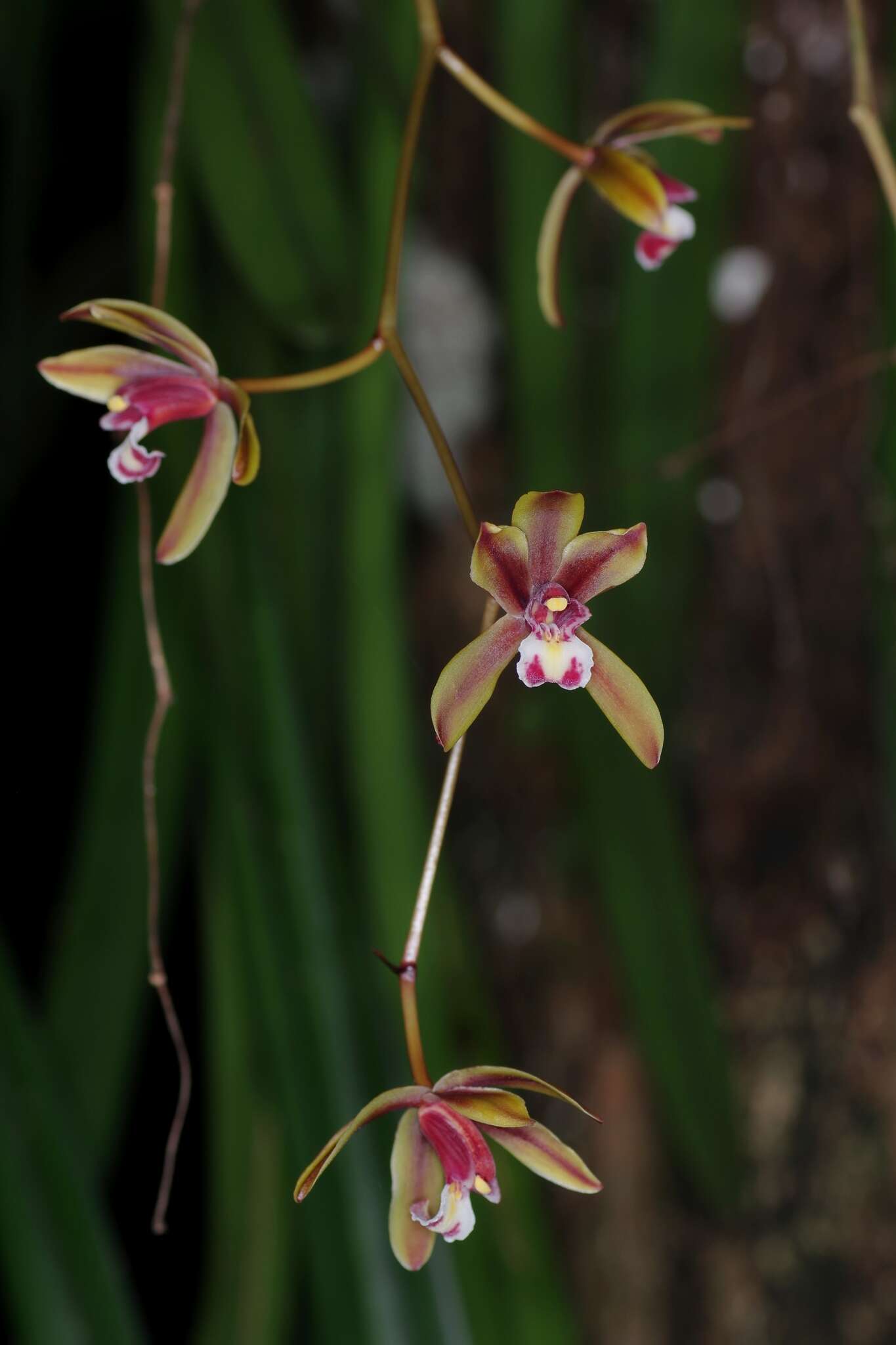 Image of Cymbidium finlaysonianum Lindl.