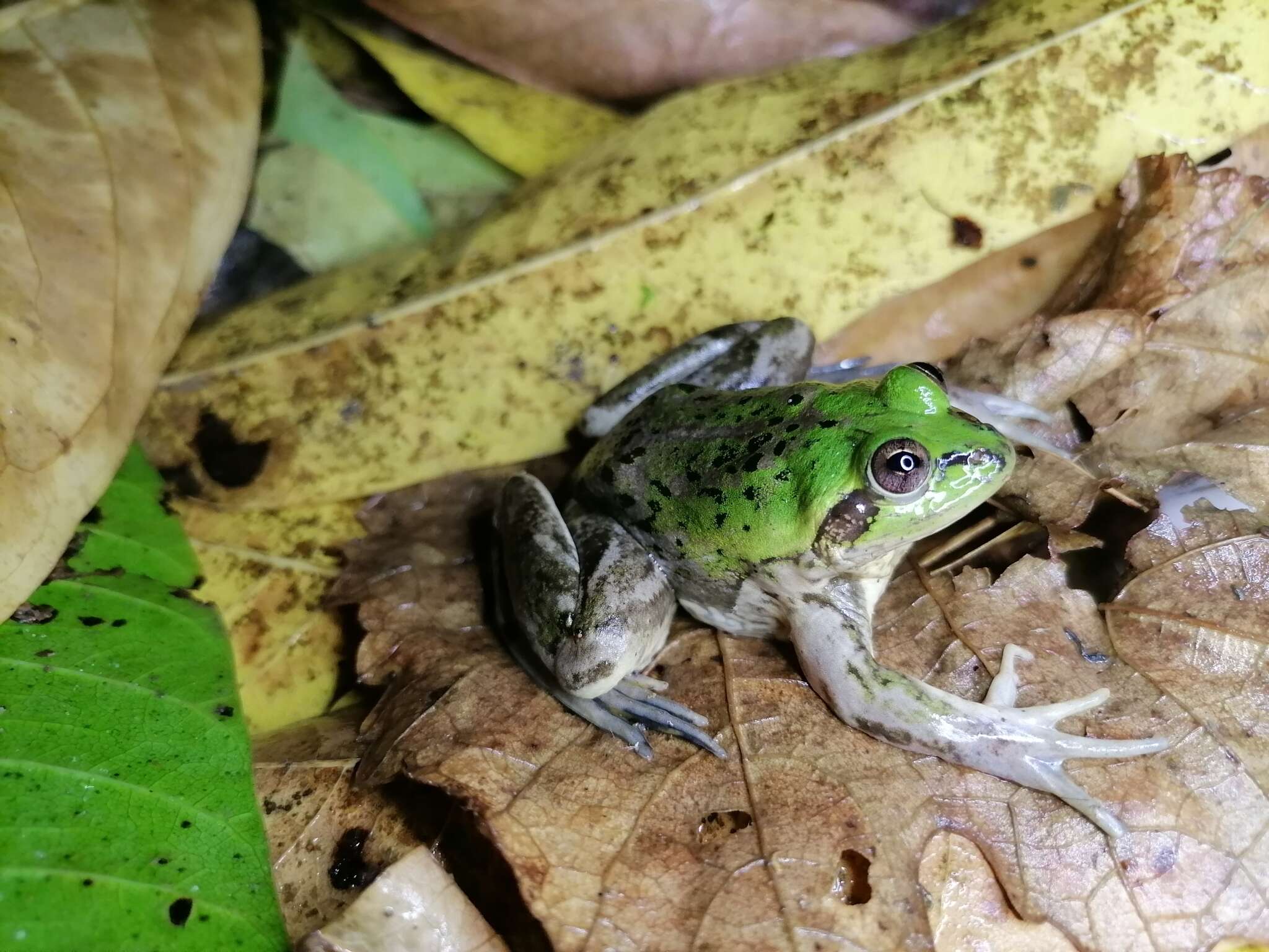 Image of Paradoxical Frog