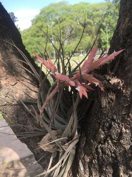 Image of Tillandsia didisticha (É. Morren) Baker