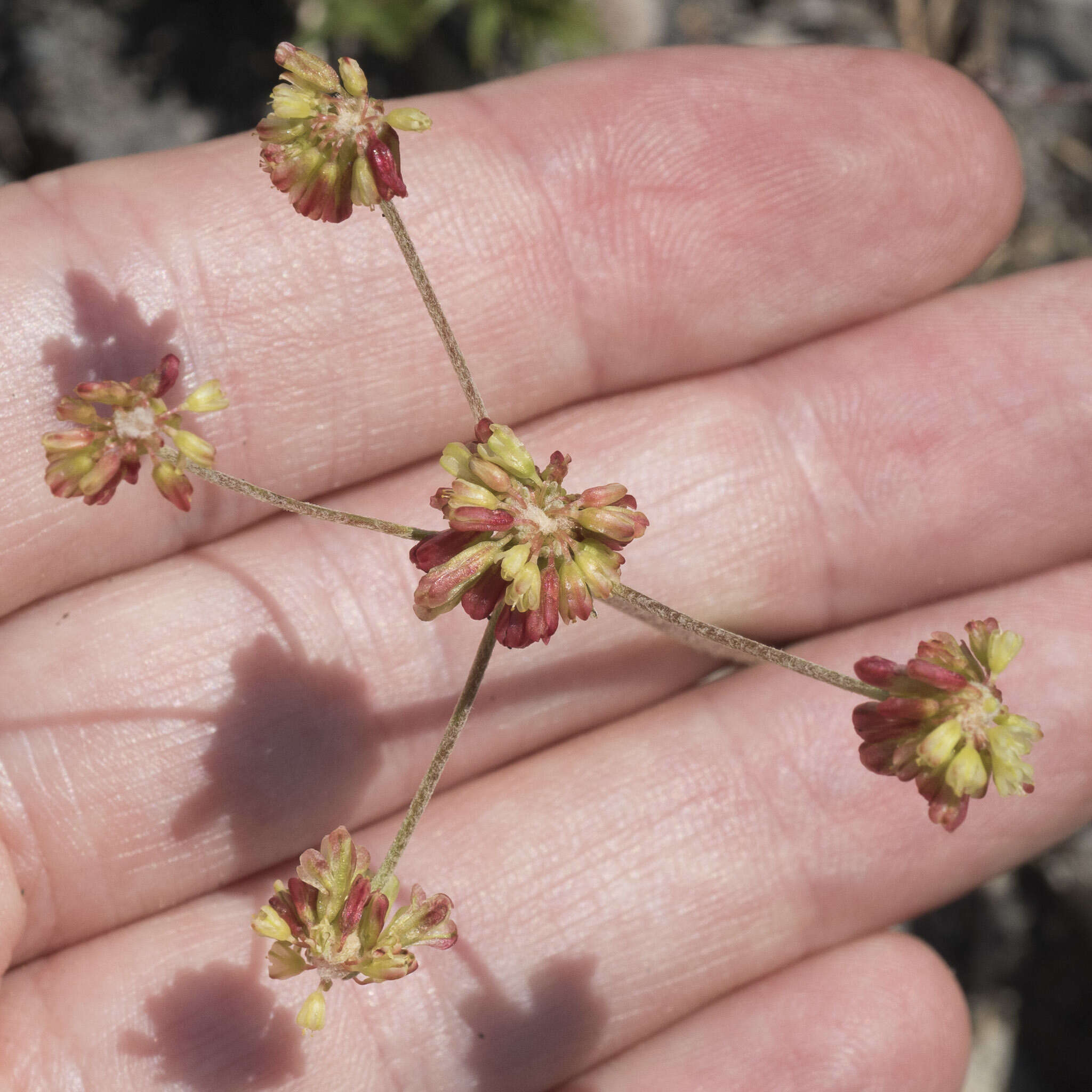 Imagem de Eriogonum marifolium A. Gray