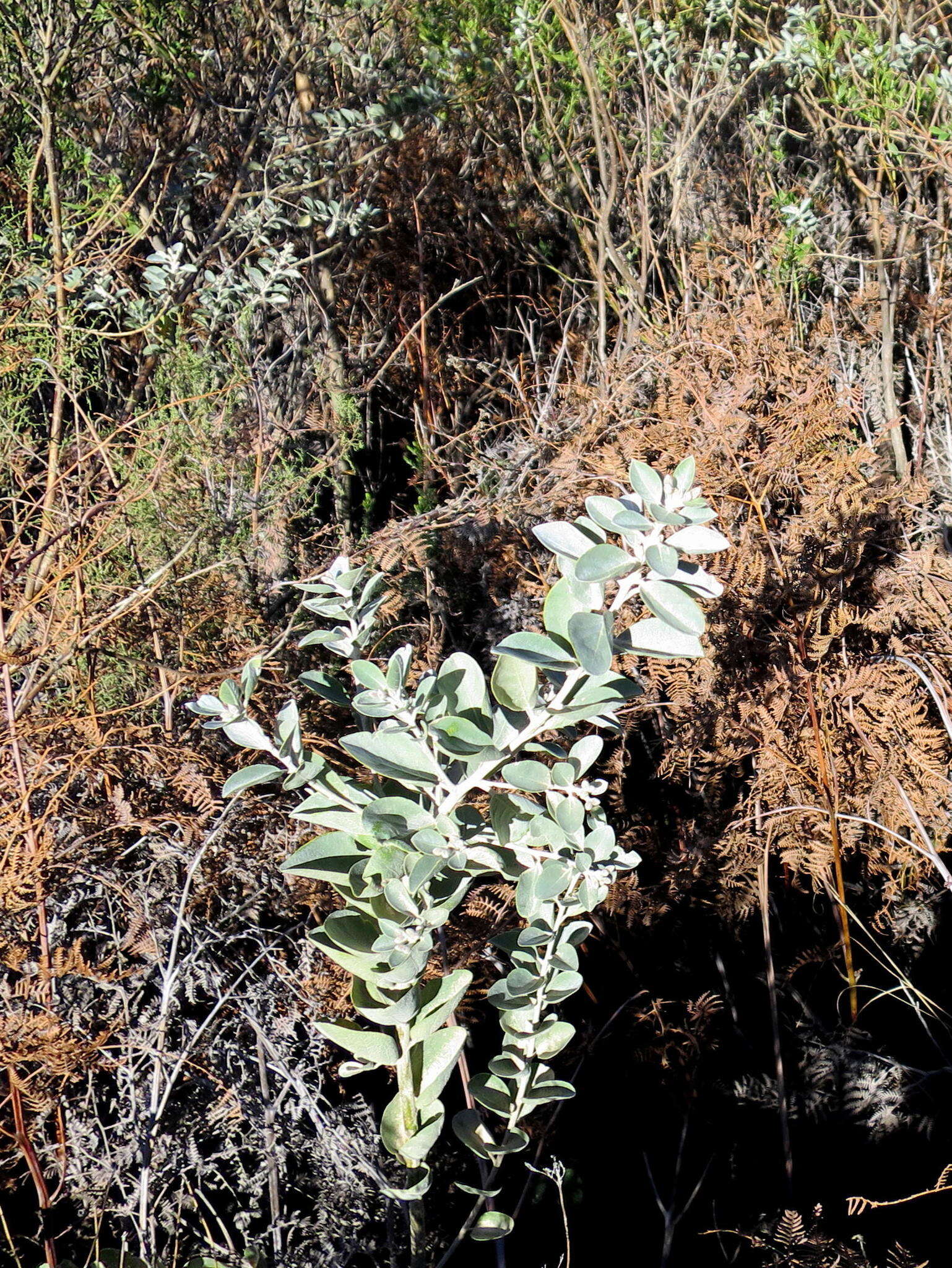 Stirtonanthus taylorianus (L. Bolus) B.-E. van Wyk & A. L. Schutte的圖片