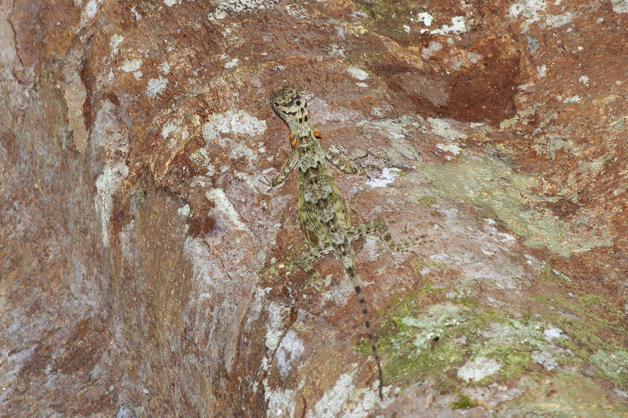 Image of Dusky Gliding Lizard