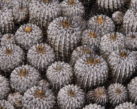 Copiapoa dealbata F. Ritter resmi