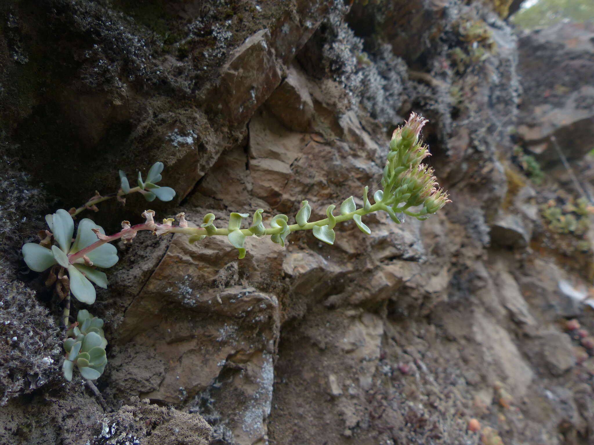 Image of Heckner's stonecrop