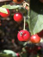 Image of Apple Maggot Fly