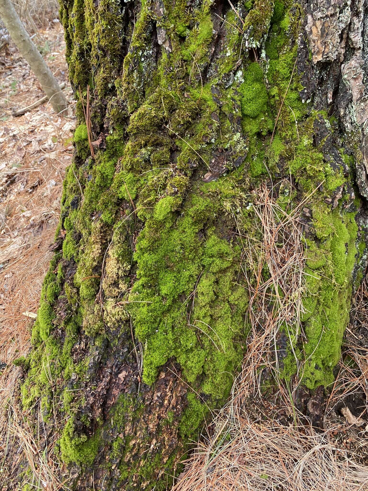 Image of montane dicranum moss