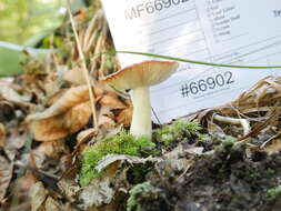 Image de Russula paraemetica Reumaux 1997