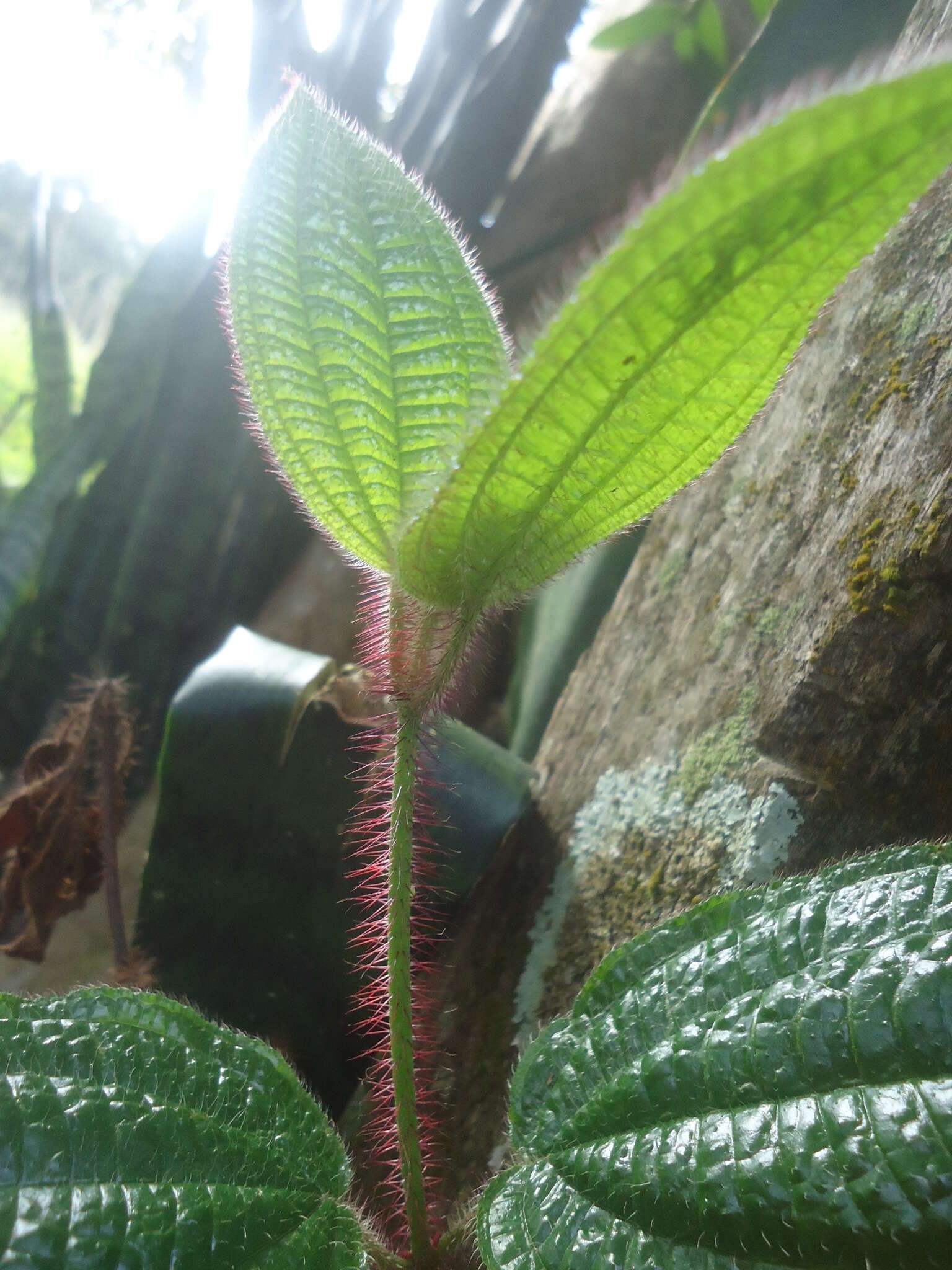 Image of Miconia australis