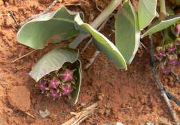 Image of pallid milkweed