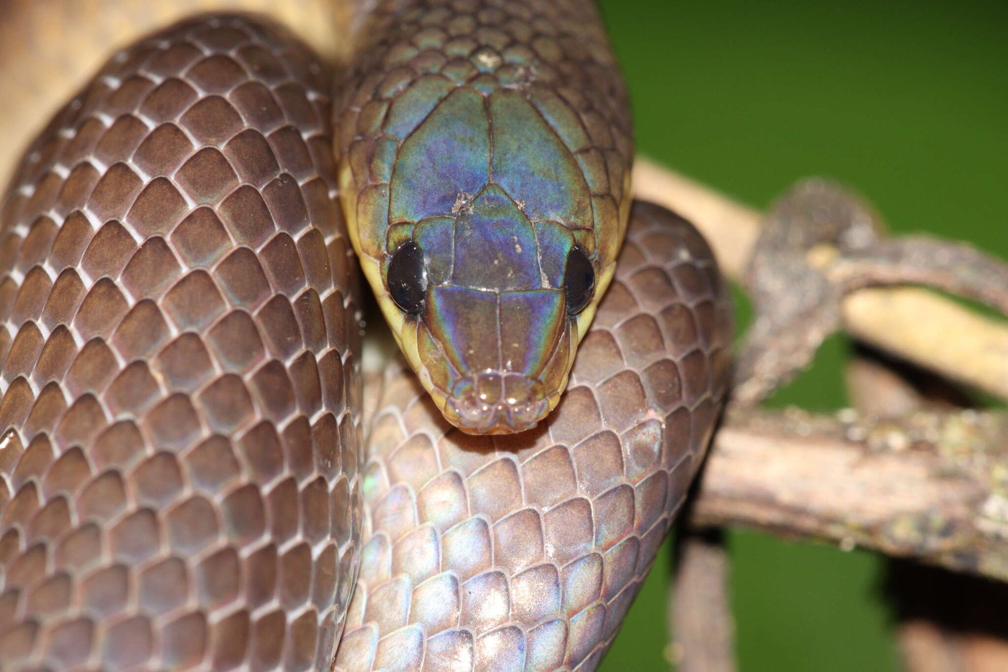 Image of Non-banded Philippine Burrowing Snake