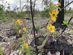 Image of Florida Keys sensitive pea