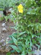 Imagem de Helianthella quinquenervis (Hook.) A. Gray