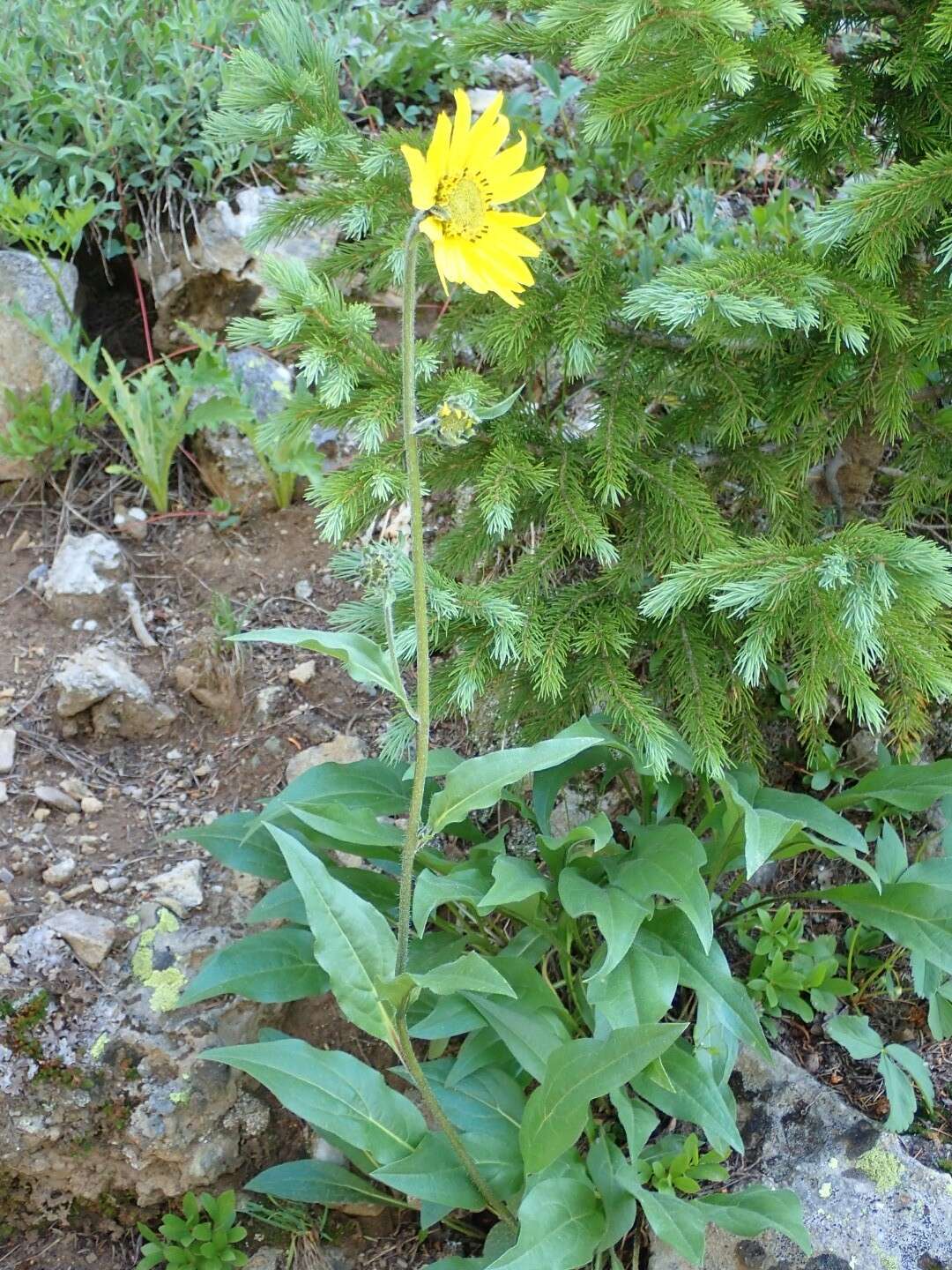 Image of Aspen Sunflower