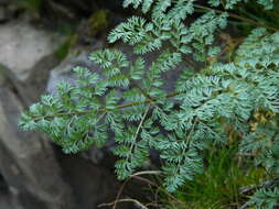 Слика од Lomatium salmoniflorum (Coult. & Rose) Mathias & Constance