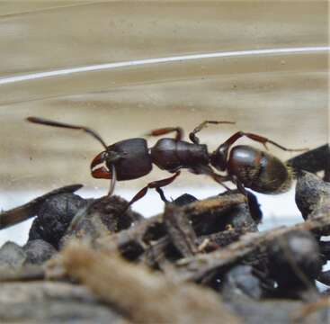 Imagem de <i>Rasopone ferruginea</i>