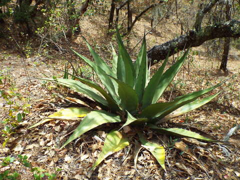 Image of Agave gentryi B. Ullrich