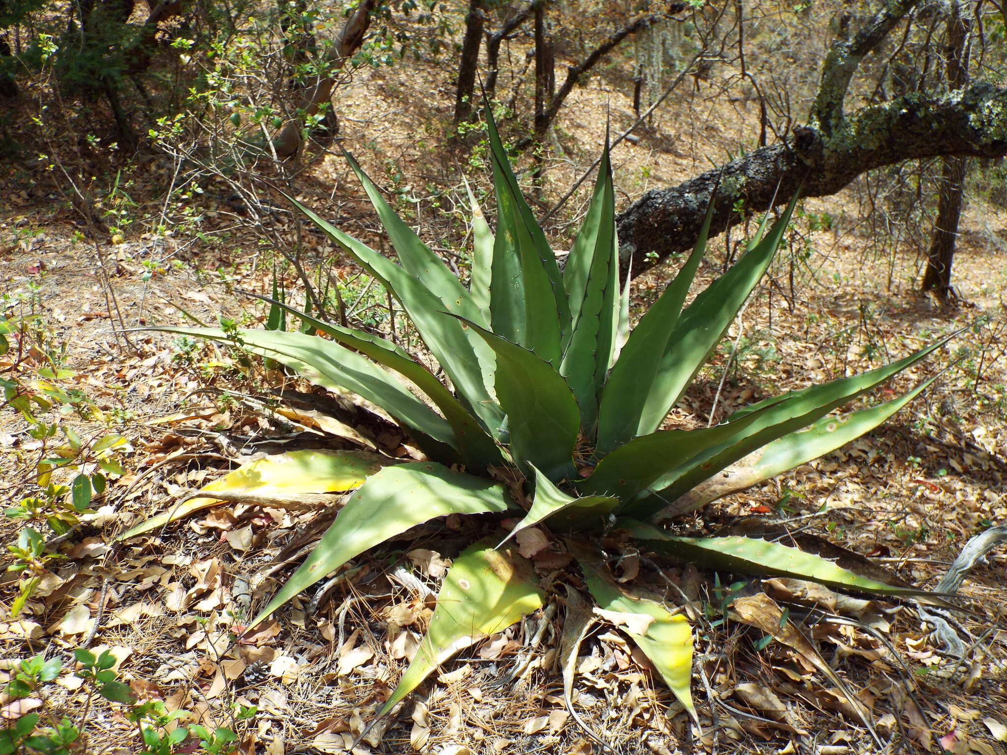 Image of Agave gentryi B. Ullrich