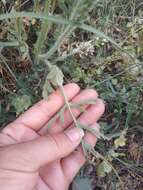 Image of Papaver albiflorum (Elkan) Pacz.