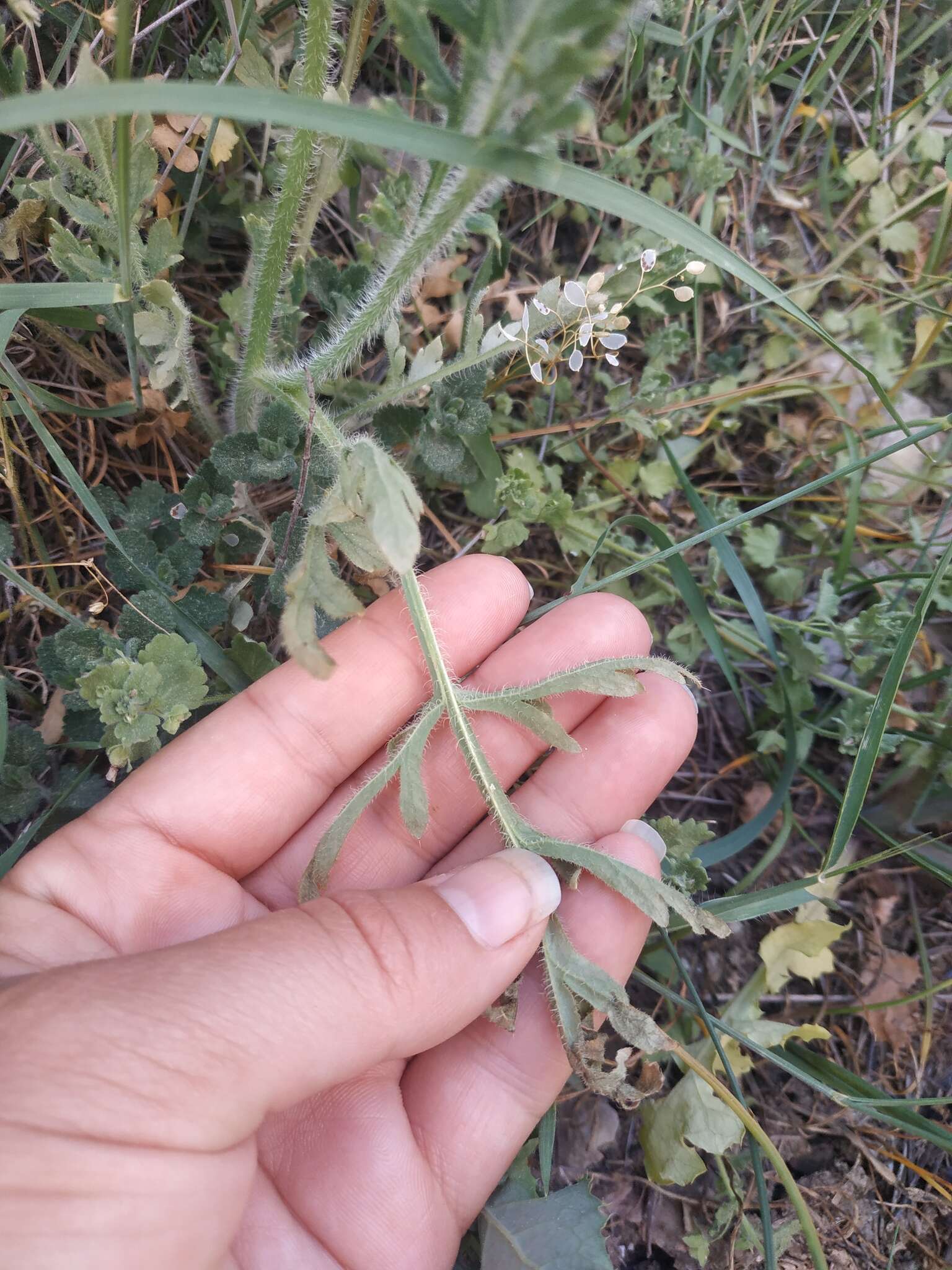 Image of Papaver albiflorum (Elkan) Pacz.