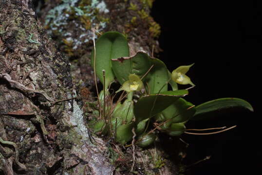 Image of Bulbophyllum aphanopetalum Schltr.