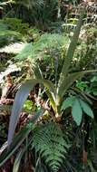 Image of Cordyline indivisa (G. Forst.) Endl.