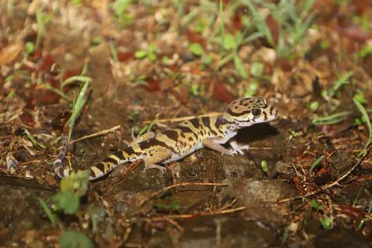 Image of Central American Banded Gecko