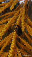 Image of Ravenea madagascariensis Becc.