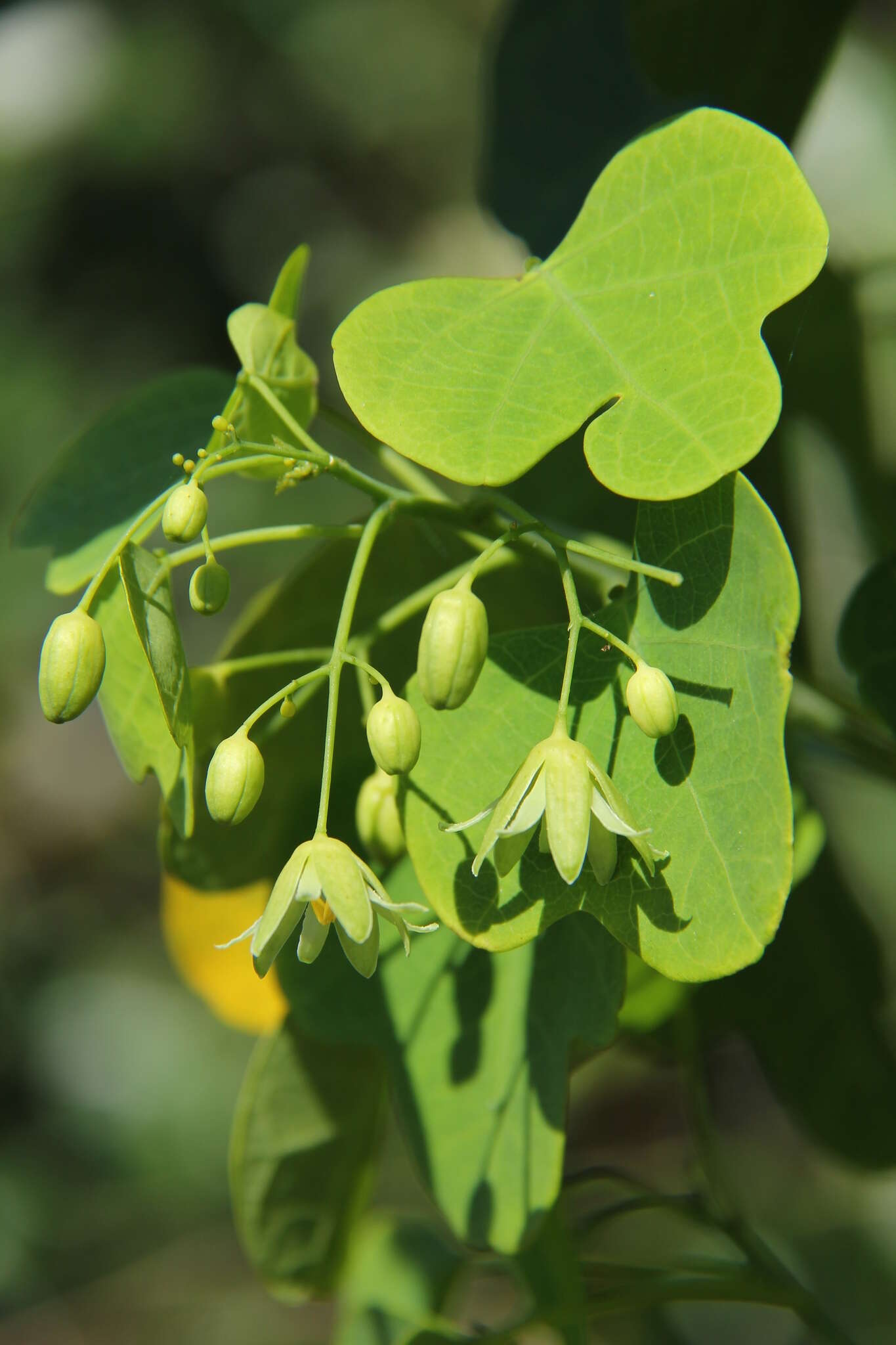 Imagem de Adenia cissampeloides (Planch. ex Hook.) Harms