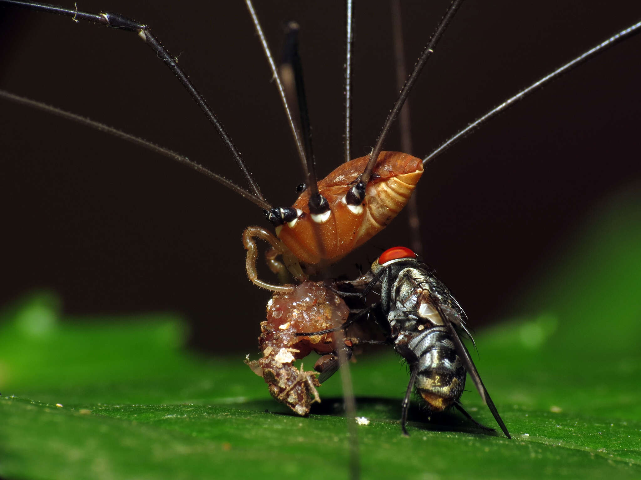 Image of Leiobunum euserratipalpe Ingianni, McGhee & Shultz 2011