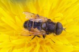 Image of Eristalis abusivus Collin 1931