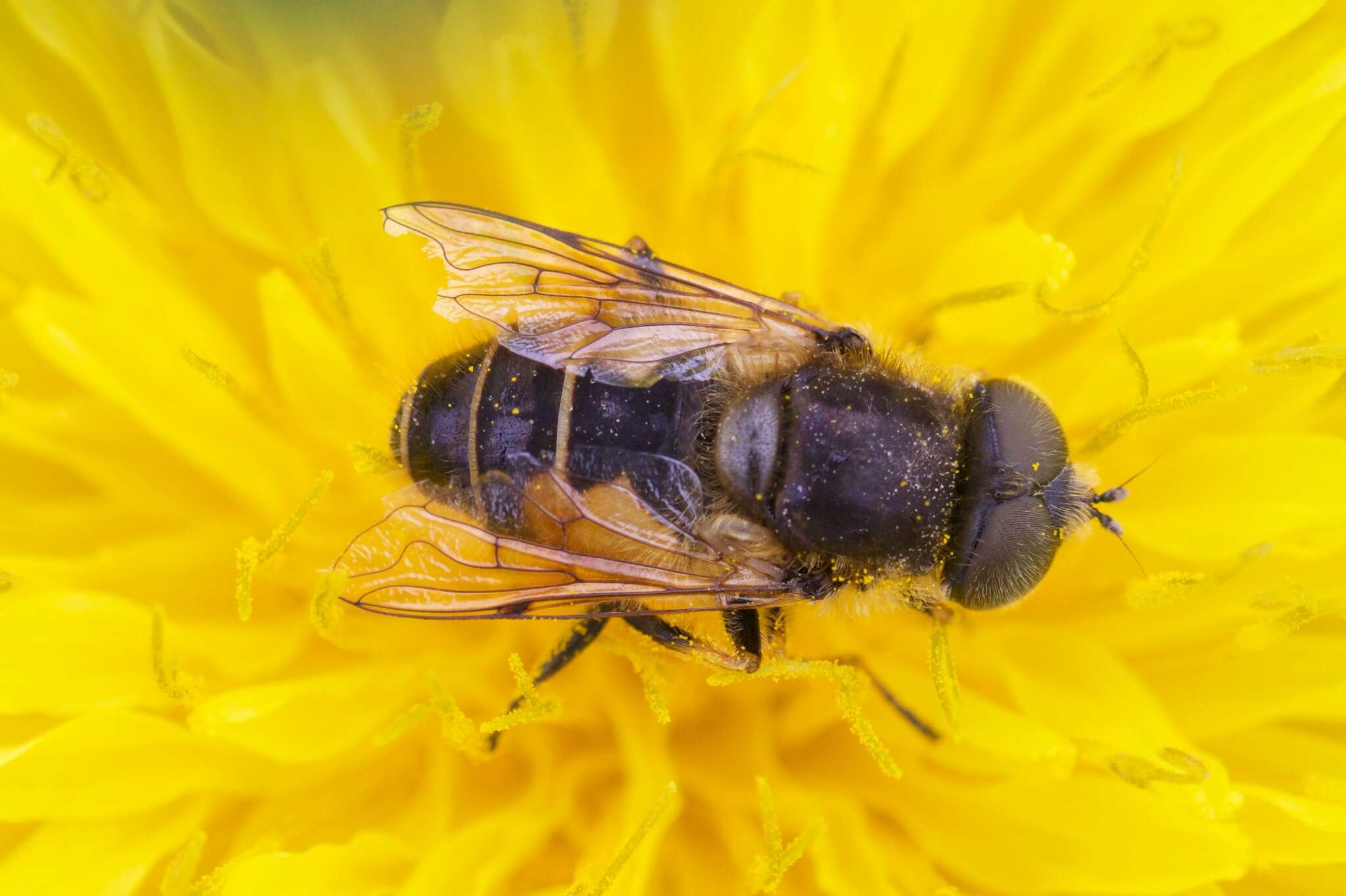 Image of Eristalis abusivus Collin 1931