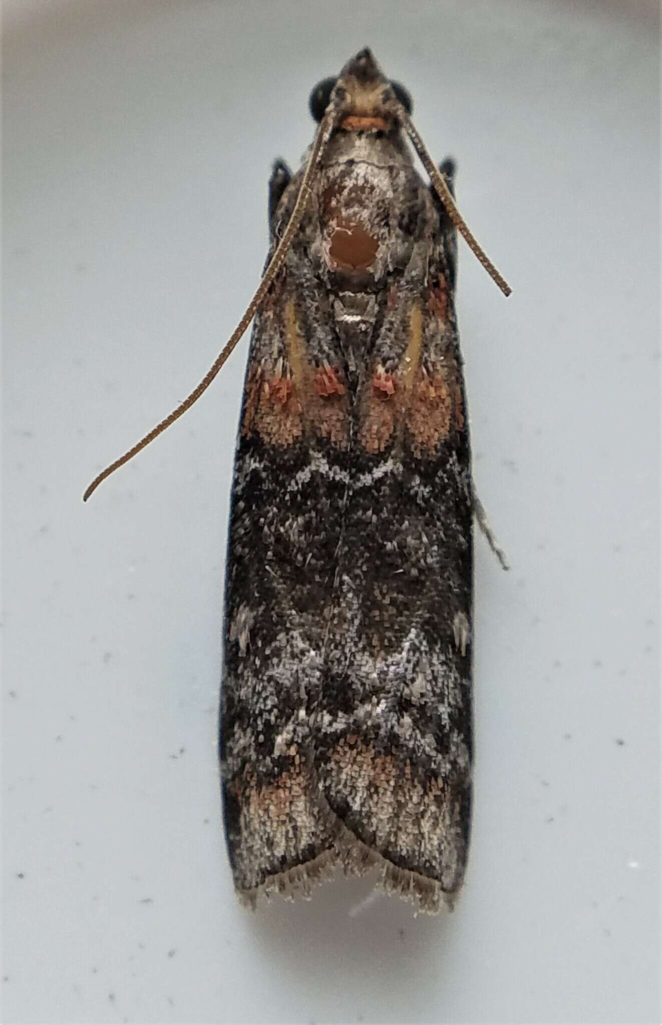 Image of Zimmerman Pine Moth