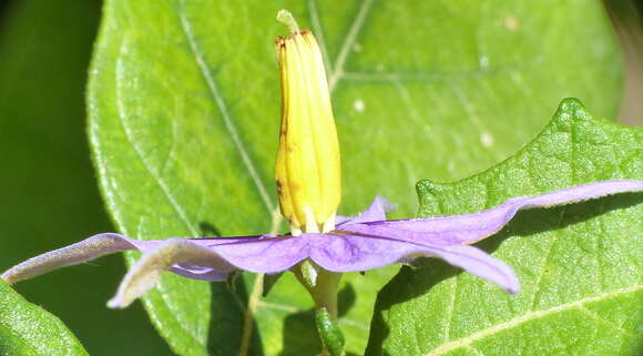 Слика од Solanum paludosum Moric.