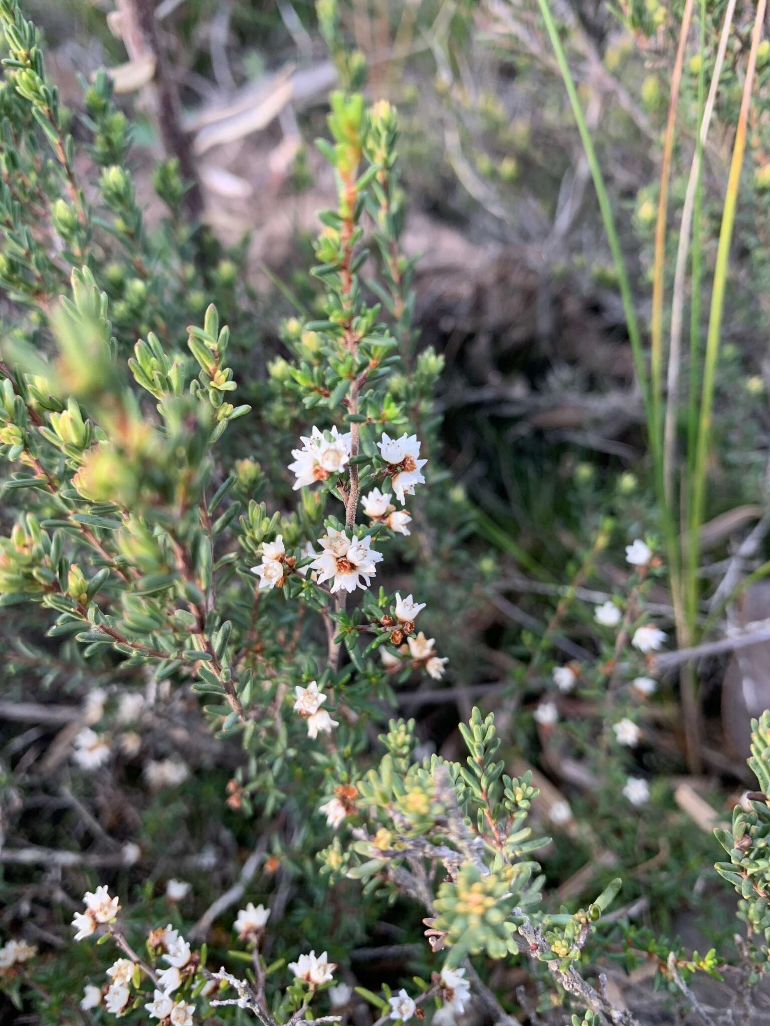 Image of Cryptandra tomentosa Lindl.