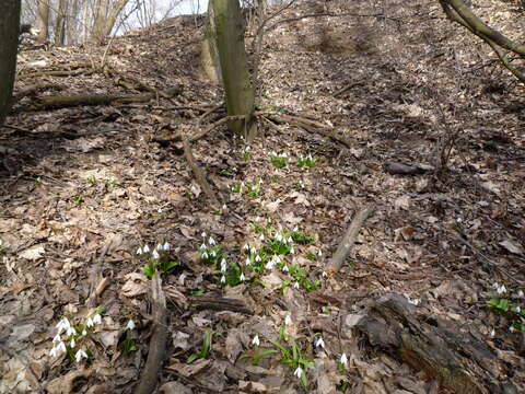 Image de Galanthus woronowii Losinsk.