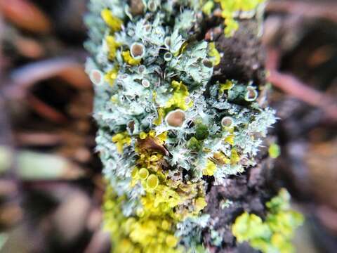 Image of rosette lichen